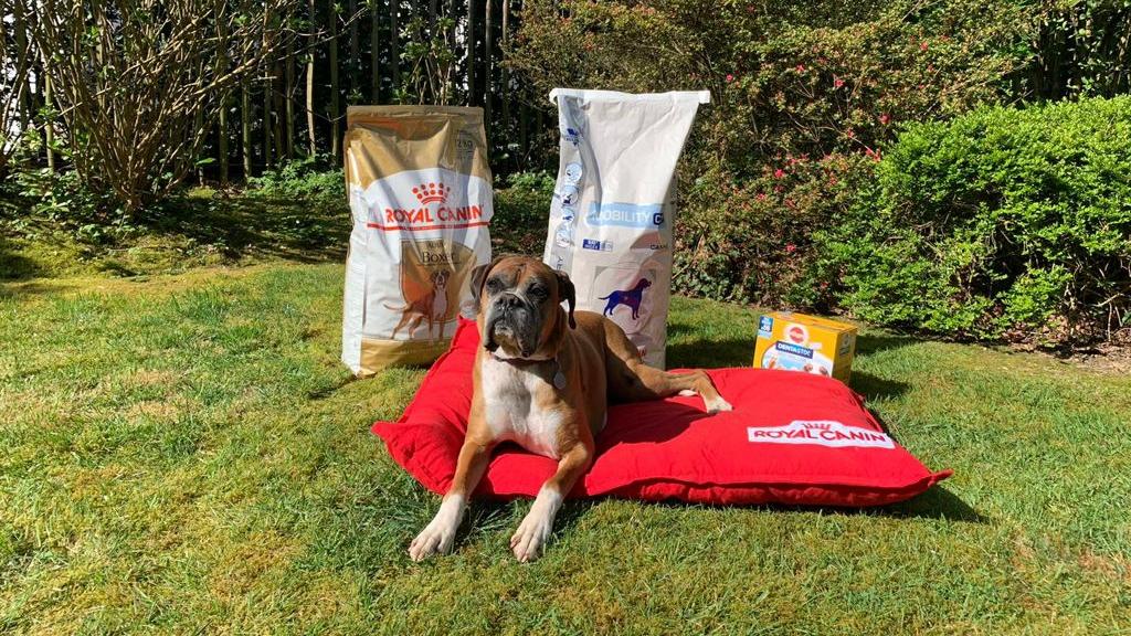 dog with dog food bags