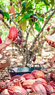 Cocoa farmers in Indonesia