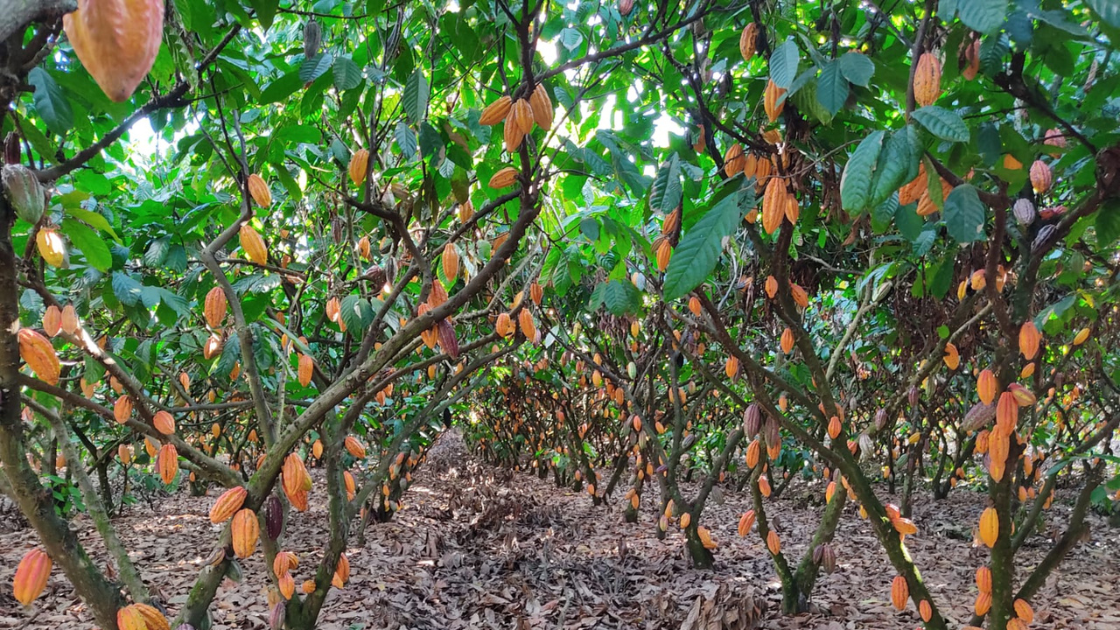 Cacao plantation