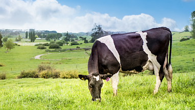 Cow grazing in a field