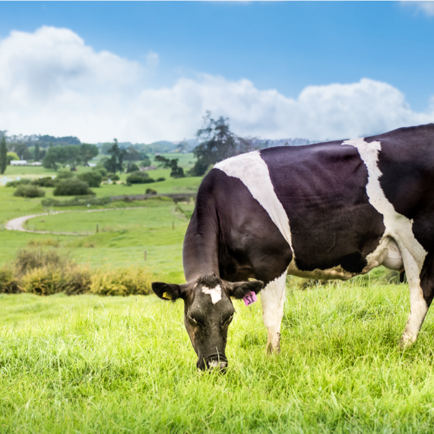 Cow grazing in a field