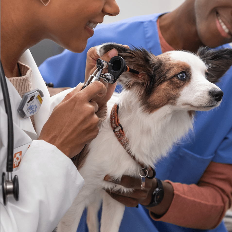 Veterinary and dog