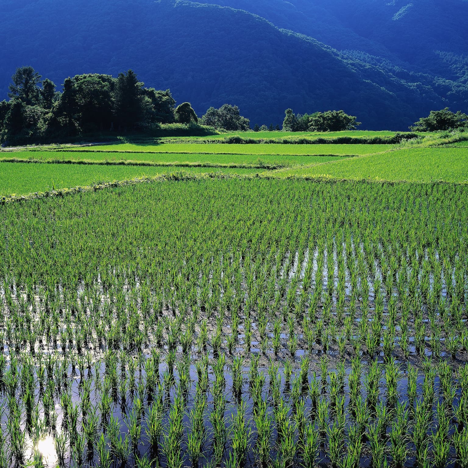 Rice field