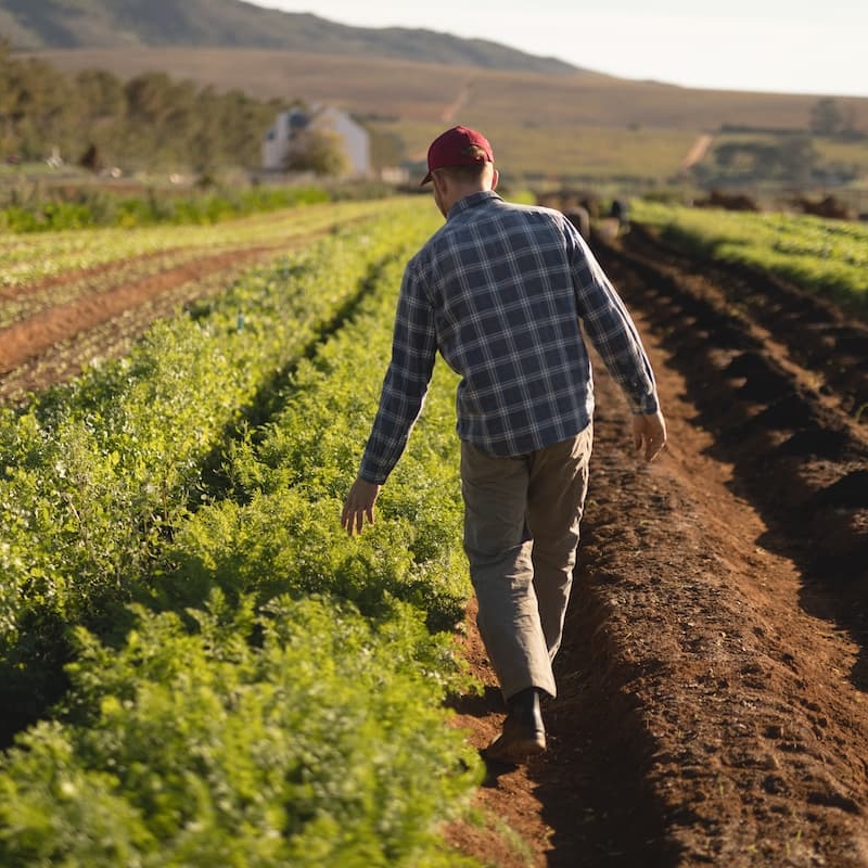 Man in the field