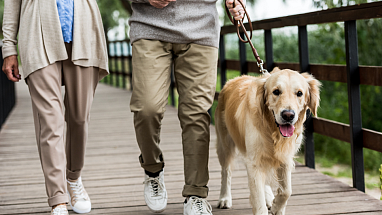 A couple walking their dog