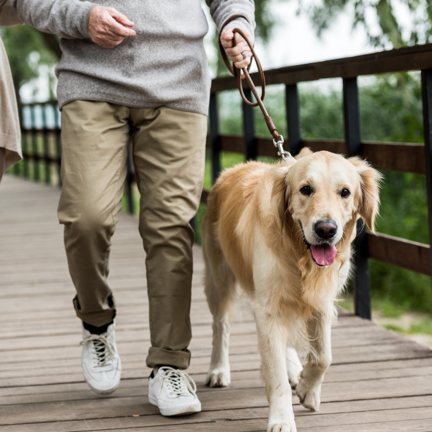 A couple walking their dog