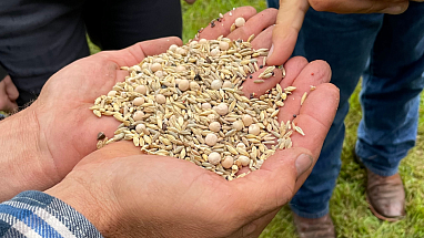 Hands holding seeds