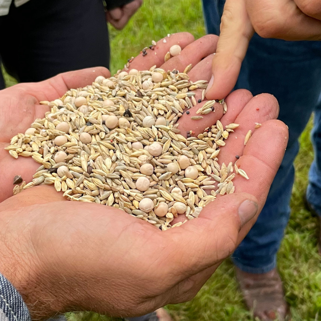 Hands holding seeds