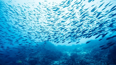 A school of fish in the ocean