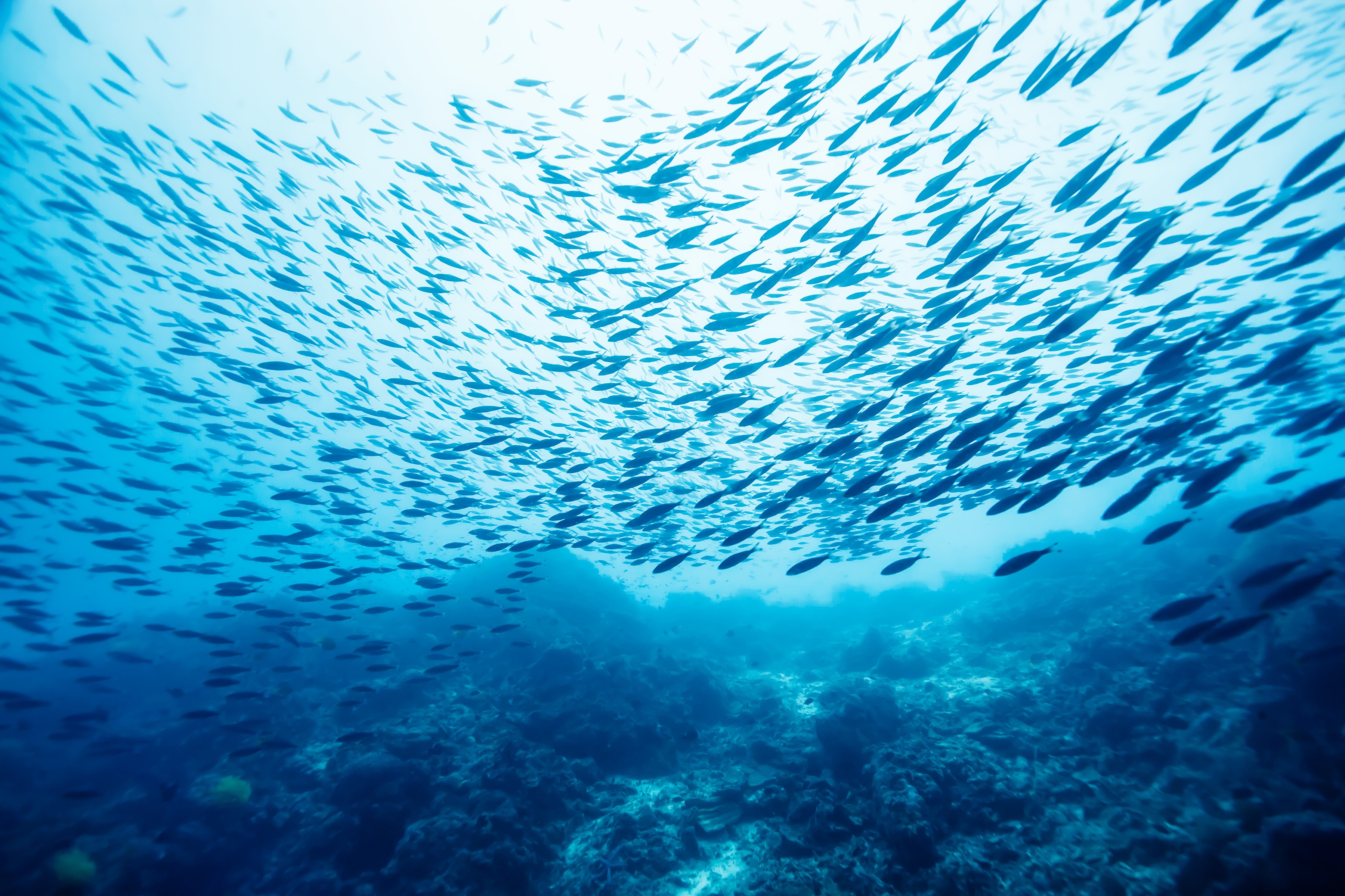 A school of fish in the ocean