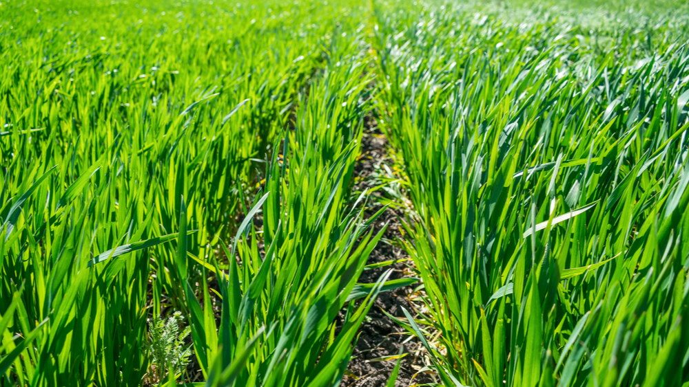 agriculture close up shot