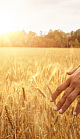 Partial shot of a farmer walking in a field during sunrise